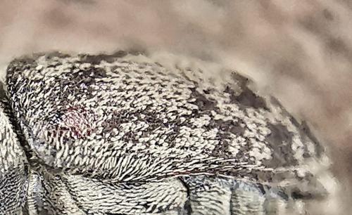 Hylesinus varius